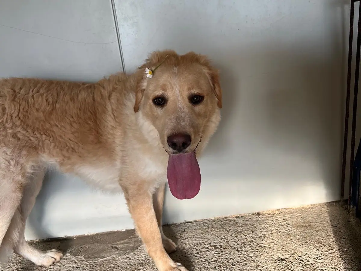 Vuoi adottare un cane a Milano?
