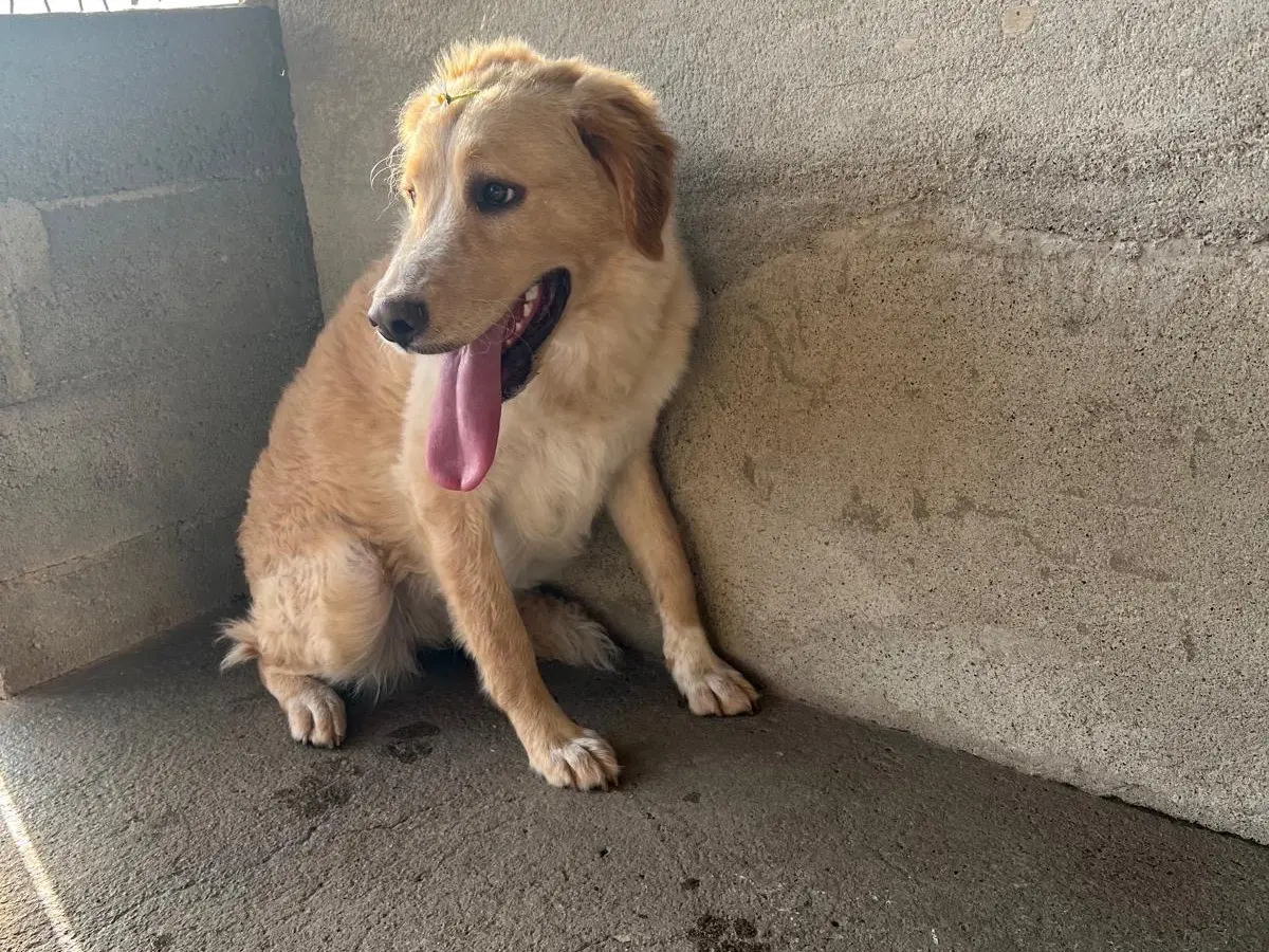 Adotta il cane Cassiopea a Milano