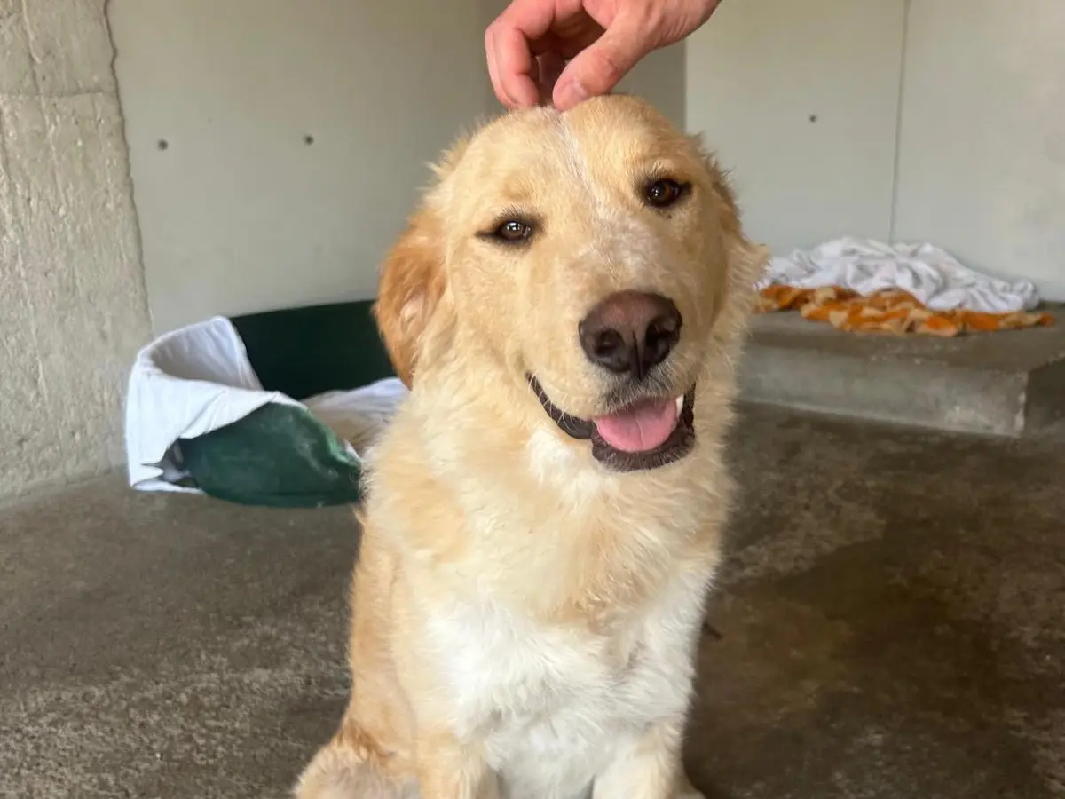 Adozione cane, femmina, Razza sconosciuta Razza sconosciuta, 1 anno e 4 mesi, taglia grande, Milano