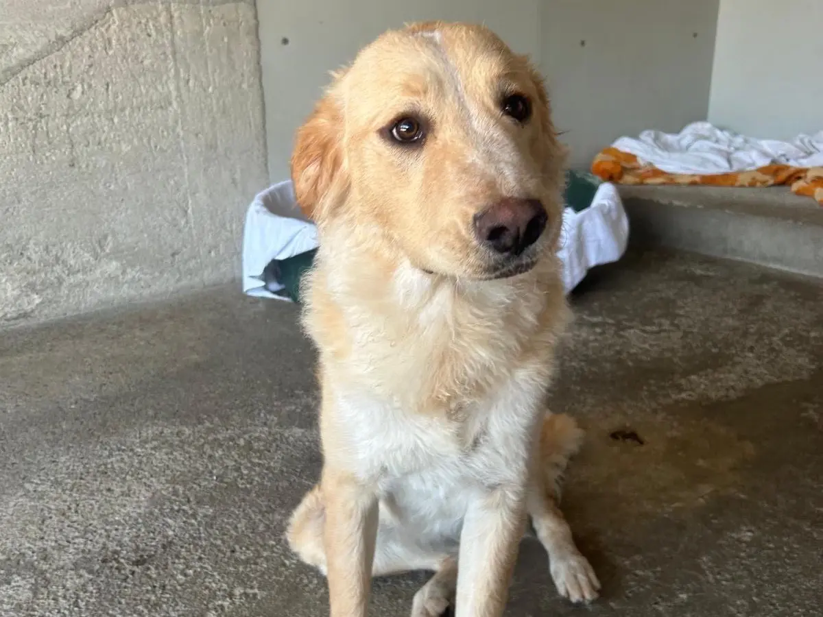 Adotta un cane, femmina, 1 anno e 4 mesi, Milano