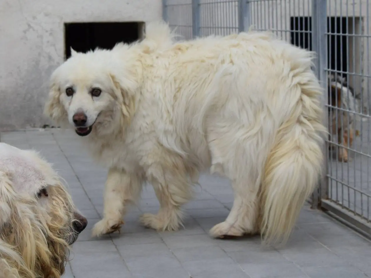 Adozione cane, maschio, Pastore maremmano Razza sconosciuta, 7 anni e 2 mesi, taglia grande, Chieti