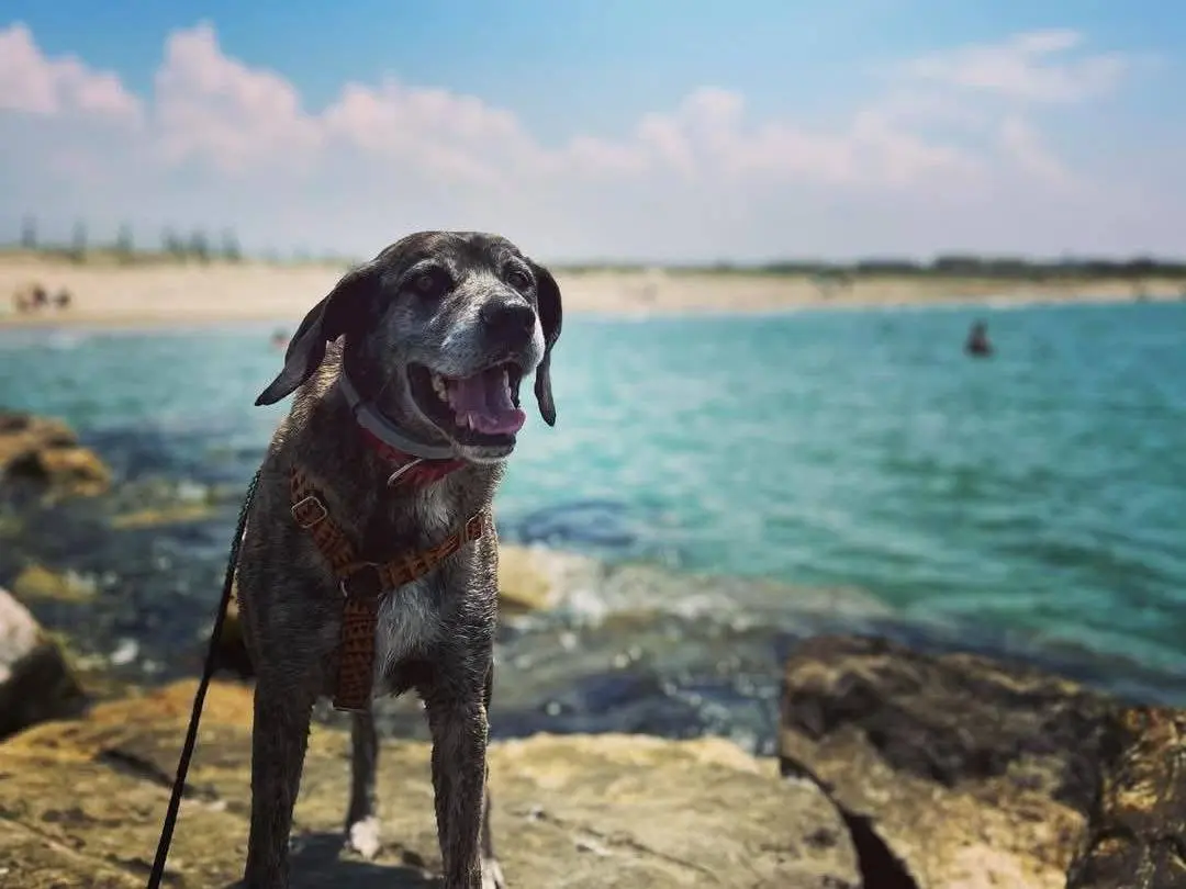 Adotta un cane, maschio, 10 anni e 4 mesi, Caserta