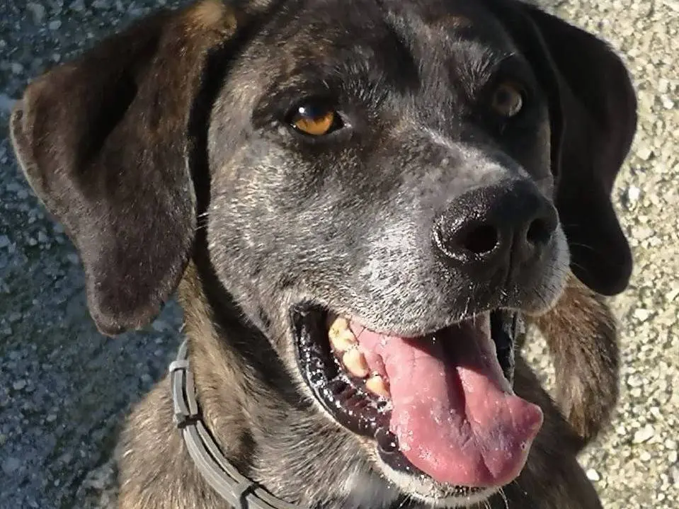 Adozione cane, maschio, Razza sconosciuta Razza sconosciuta, 10 anni e 4 mesi, taglia media contenuta, Caserta