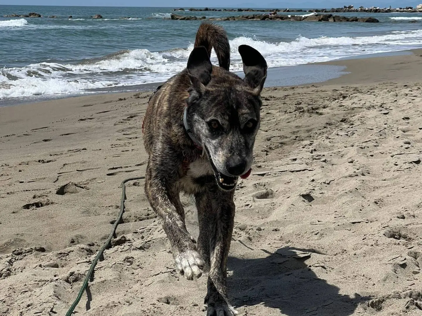 Adotta un cane, taglia media contenuta, maschio, Caserta
