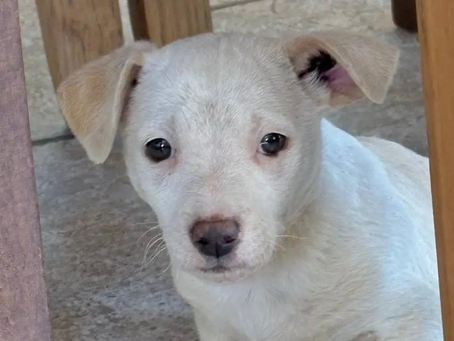 Adozione cane, maschio, Amstaff Razza sconosciuta, 6 mesi, taglia media contenuta, Bari