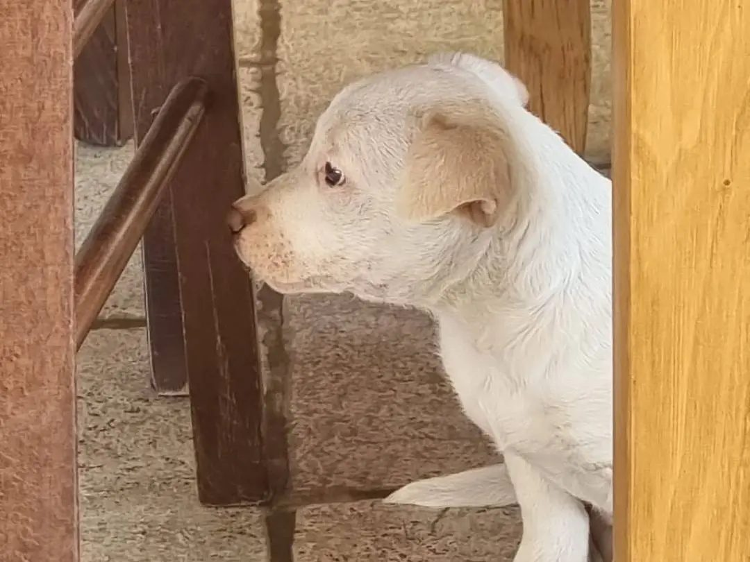 Vuoi adottare un cane a Bari?