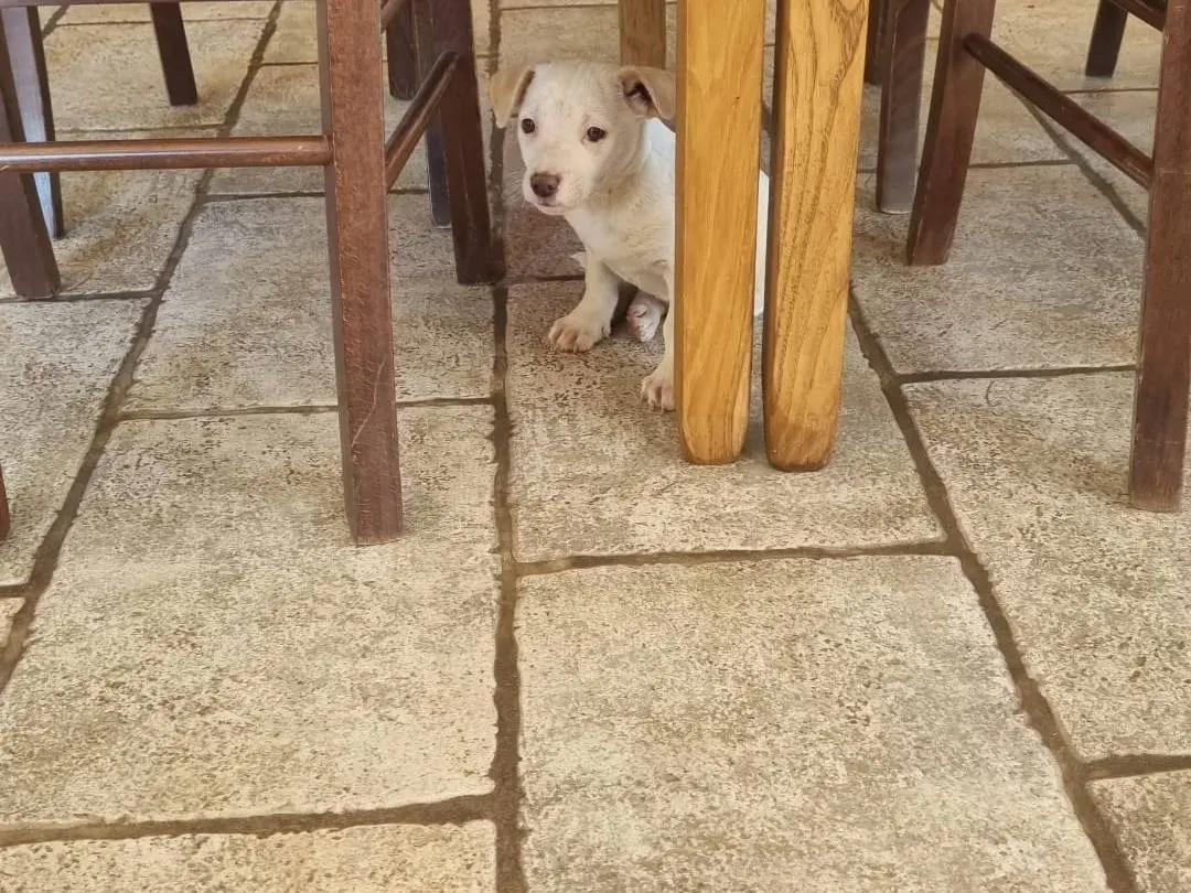 Adotta il cane Hope a Bari