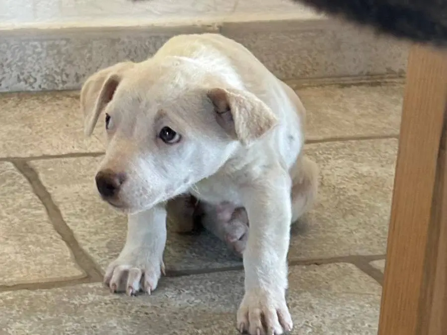Adotta un cane, taglia media contenuta, maschio, Bari