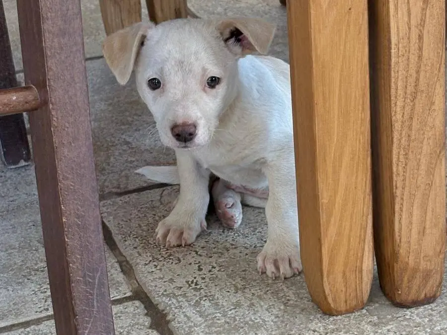 Adotta un cane, maschio, 6 mesi, Bari