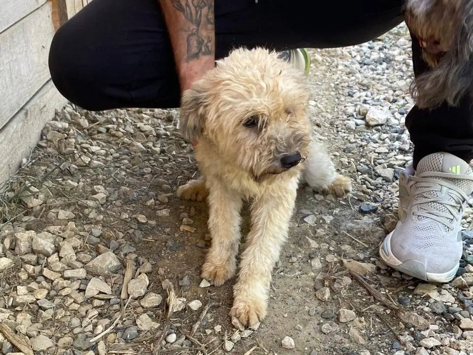 Vuoi adottare un cane a Udine?