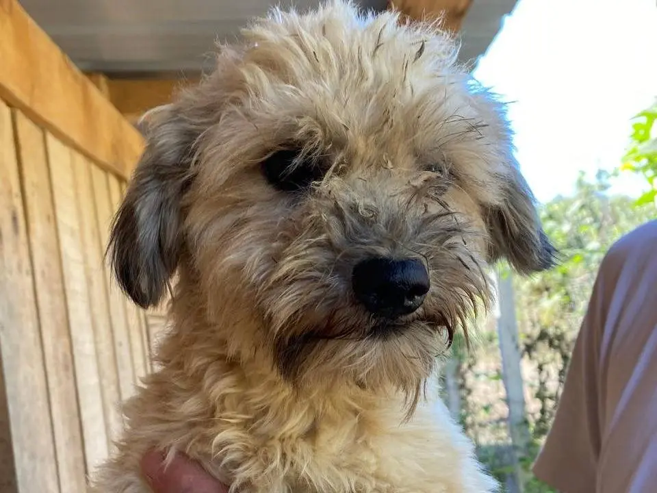 Adozione cane, femmina, Razza sconosciuta Razza sconosciuta, 3 anni e 2 mesi, taglia piccola, Udine