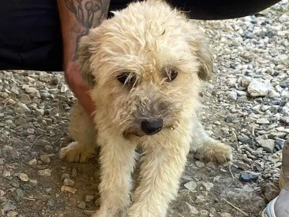 Adotta un cane, taglia piccola, femmina, Udine