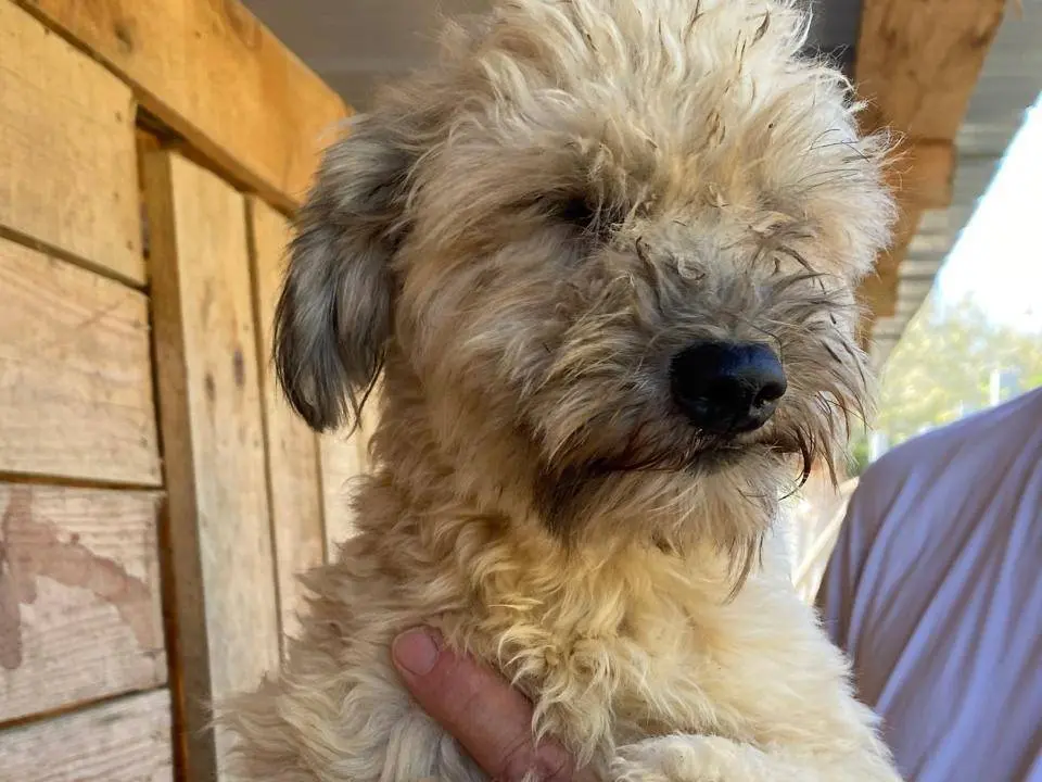 Adotta un cane, femmina, 3 anni e 2 mesi, Udine