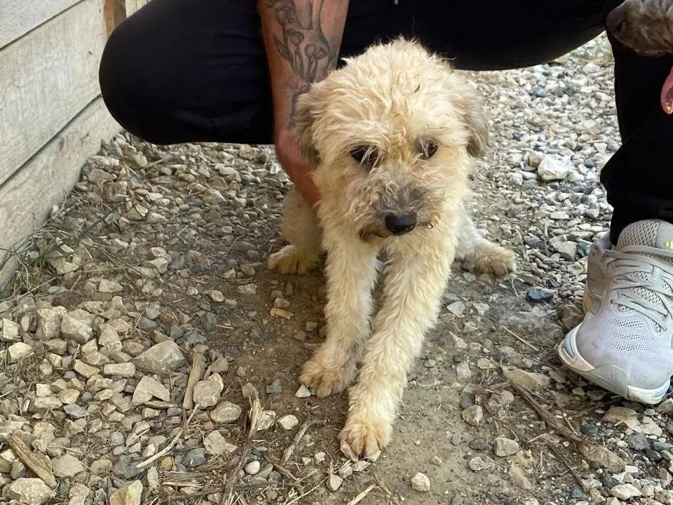 Adotta il cane Sweety a Udine