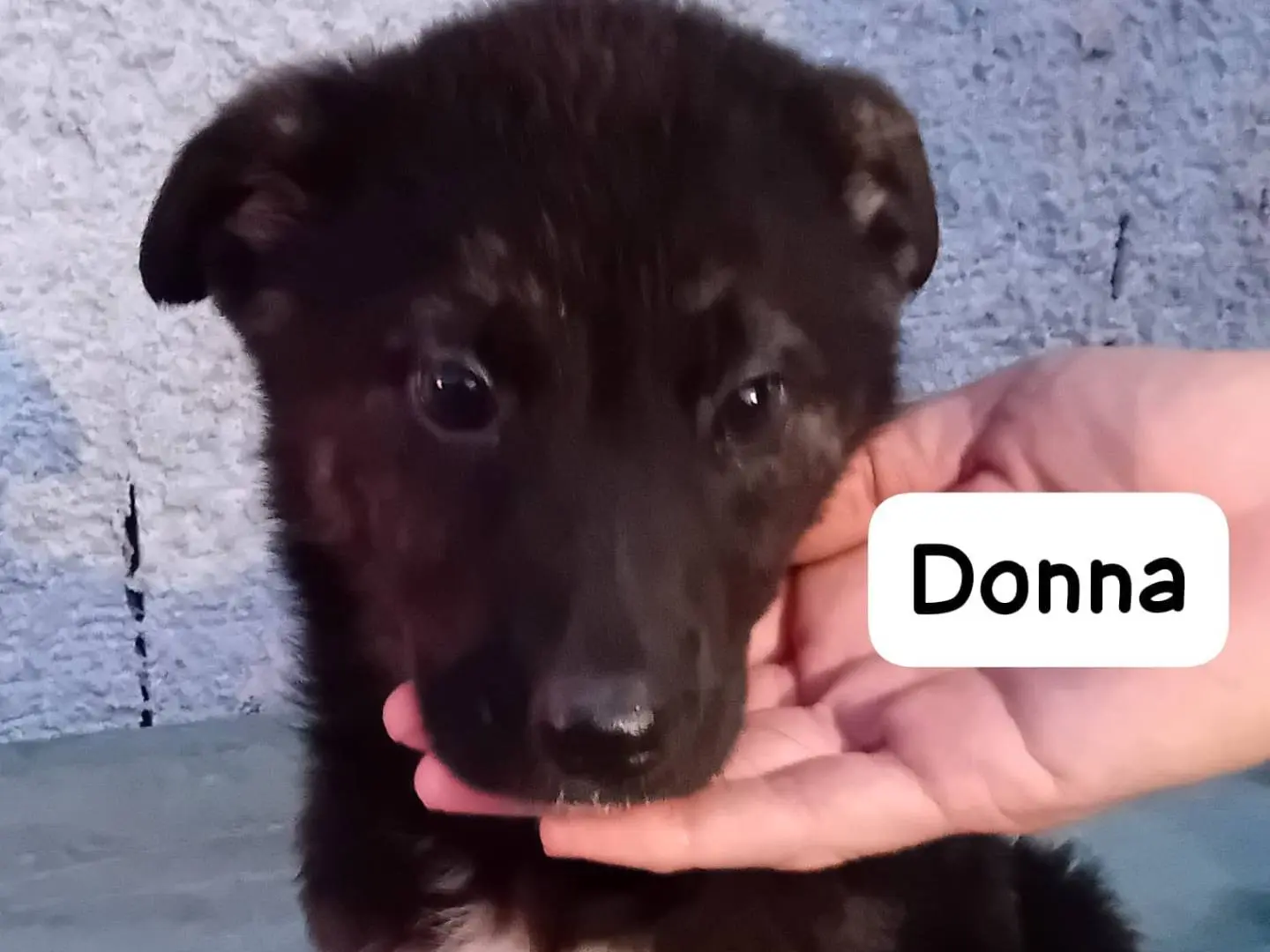 Adozione cane, femmina, Razza sconosciuta Razza sconosciuta, 1 anno e 1 mese, taglia media, Frosinone