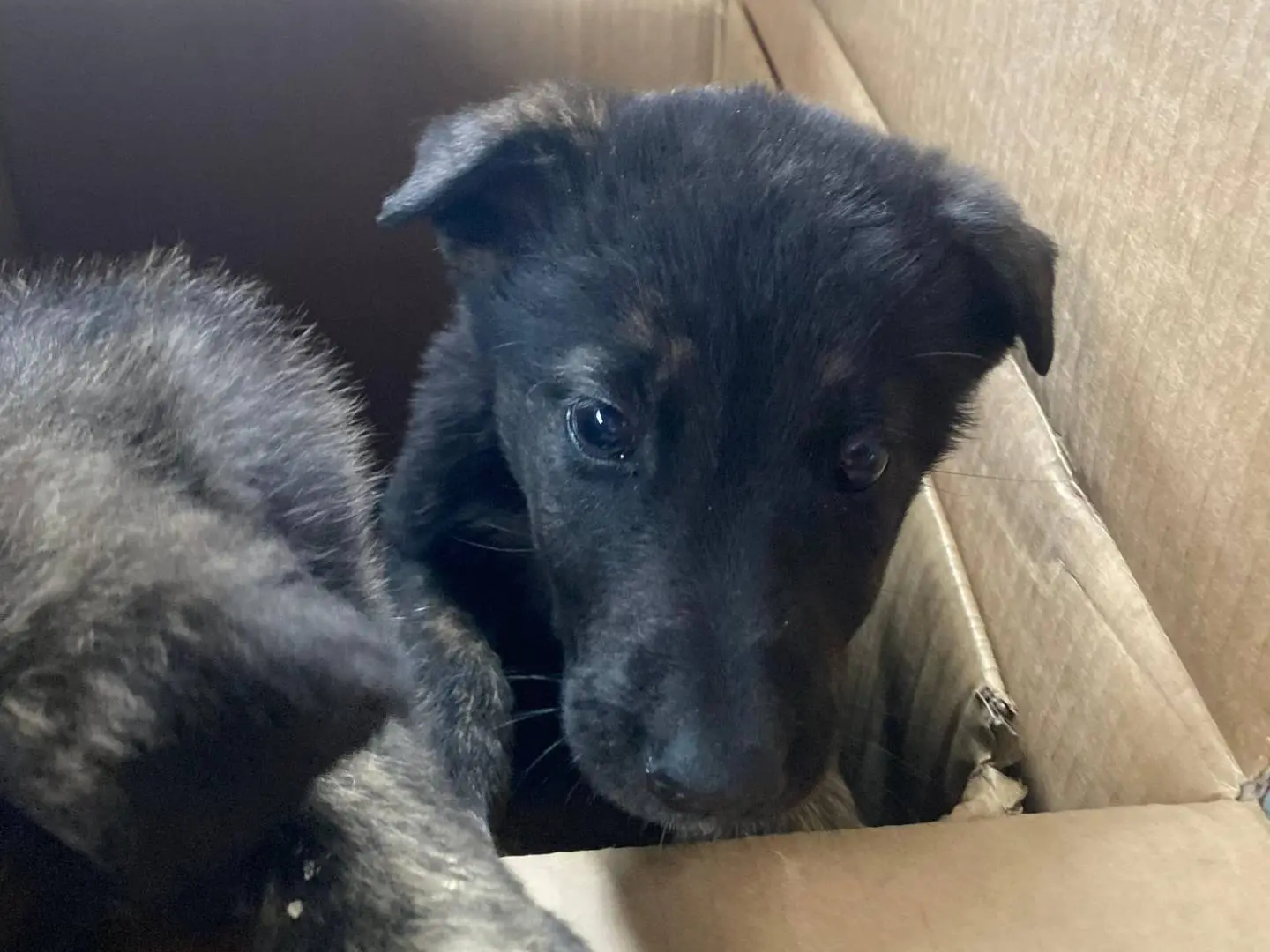 Adotta un cane, taglia media, femmina, Frosinone