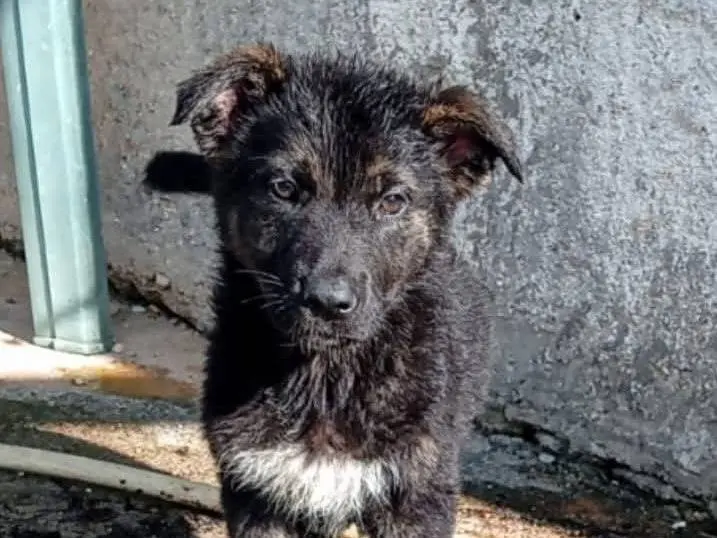 Adotta un cane, femmina, 1 anno e 1 mese, Frosinone
