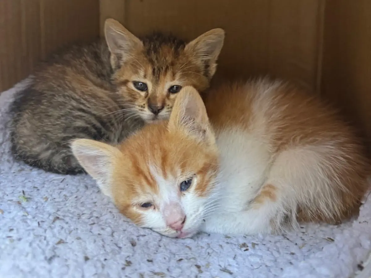 Adozione gatto, femmina, Razza sconosciuta Razza sconosciuta, 1 anno e 5 mesi, taglia non valida, Napoli
