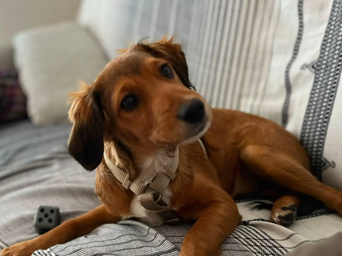 Adozione cane, femmina, Breton Razza sconosciuta, 4 mesi, taglia media contenuta, Terni