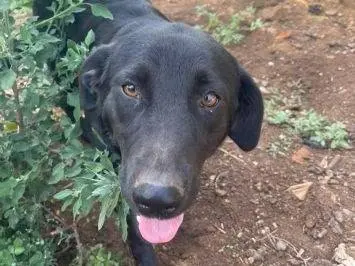Adotta un cane, femmina, 4 anni e 9 mesi, Frosinone