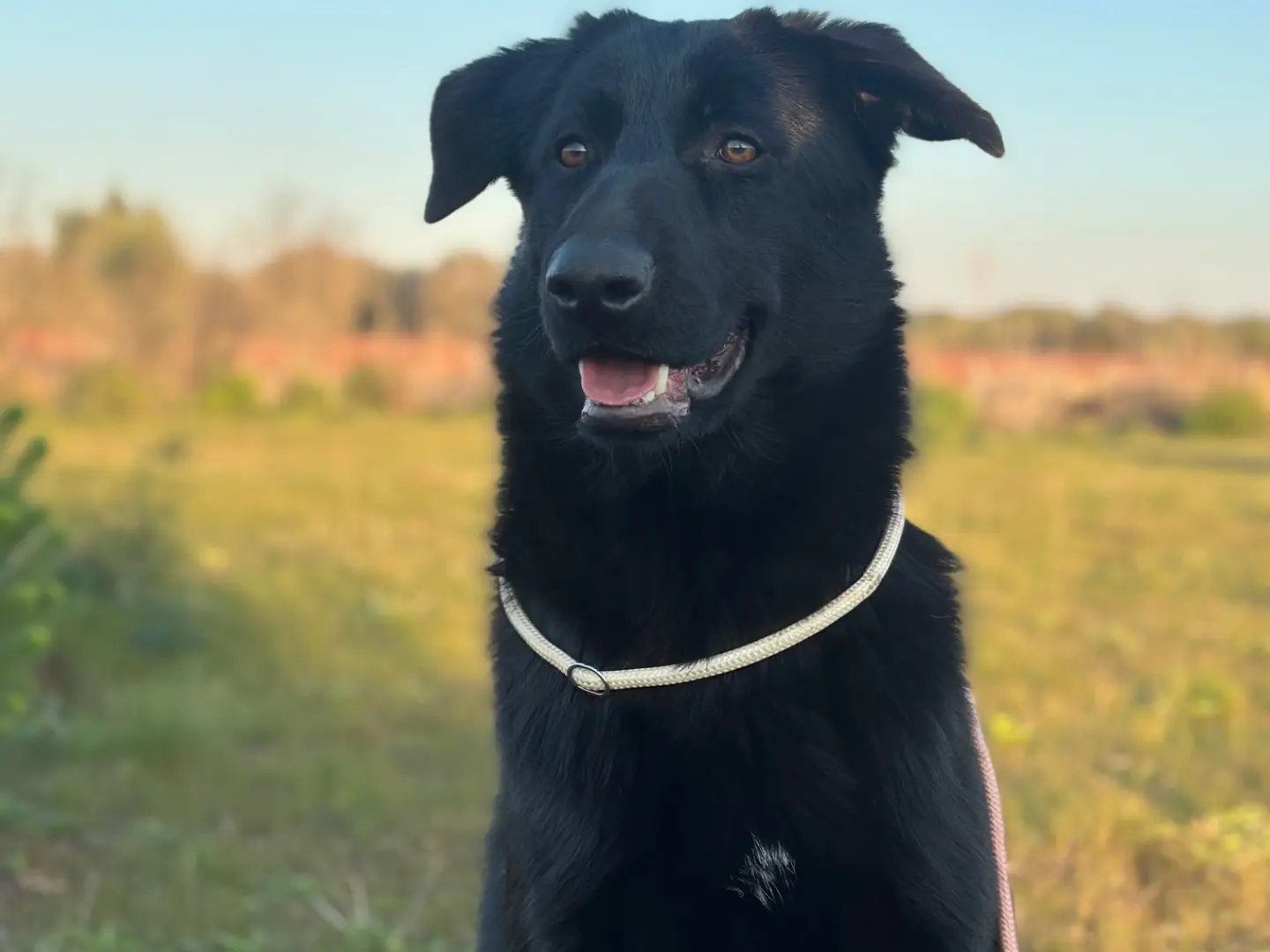 Adozione cane, femmina, Pastore tedesco Razza sconosciuta, 2 anni e 6 mesi, taglia grande, Taranto