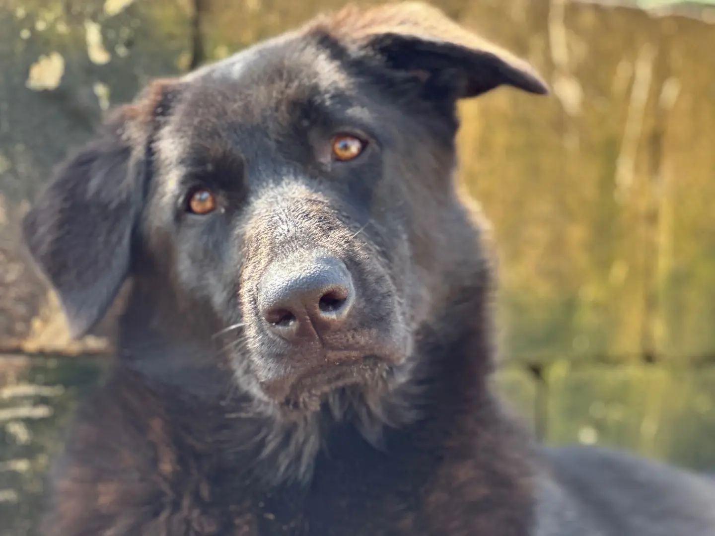 Adotta un cane, femmina, 2 anni e 6 mesi, Taranto
