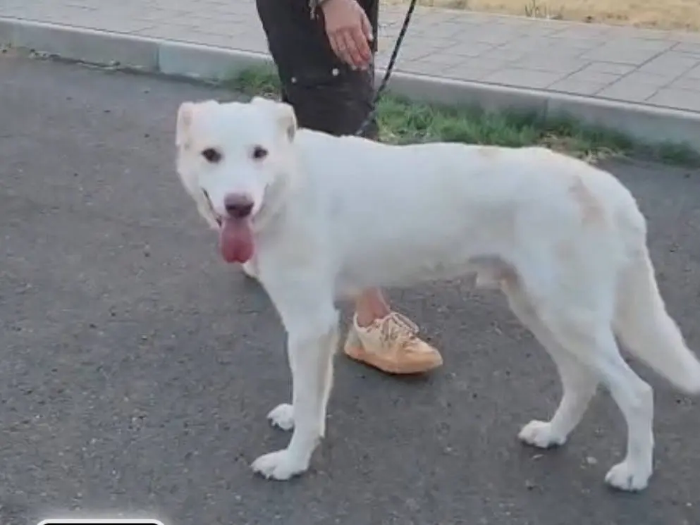 Vuoi adottare un cane a Cosenza?