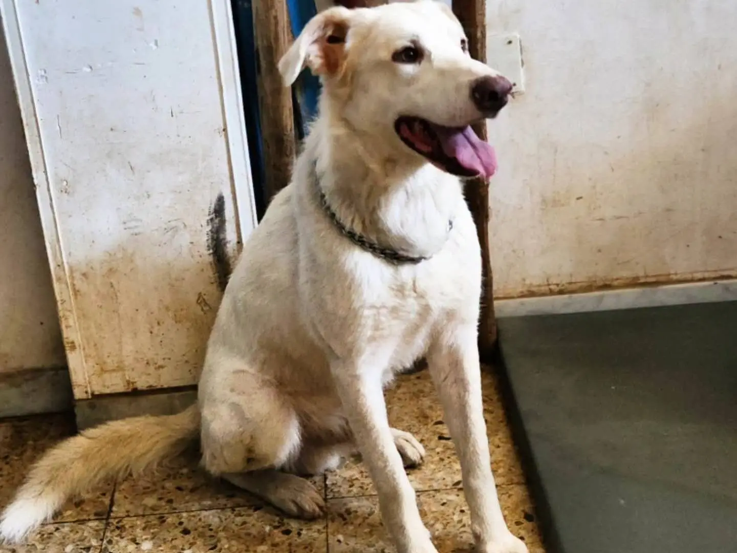 Adotta un cane, maschio, 4 anni e 3 mesi, Cosenza
