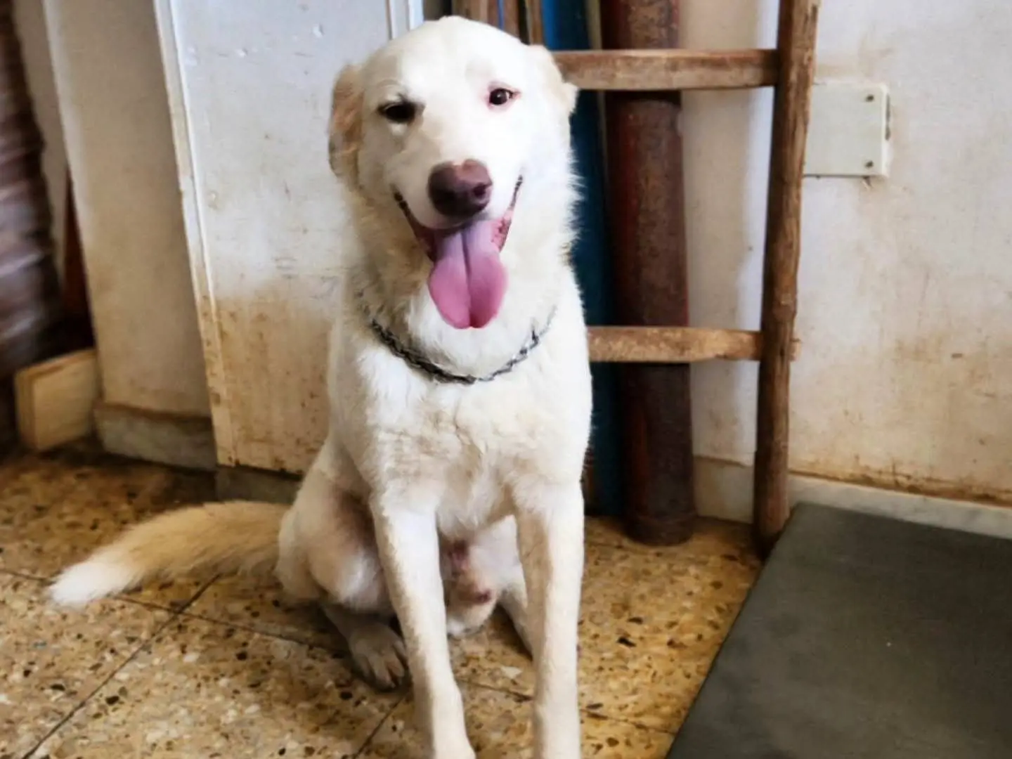 Adozione cane, maschio, Razza sconosciuta Razza sconosciuta, 4 anni e 3 mesi, taglia grande, Cosenza