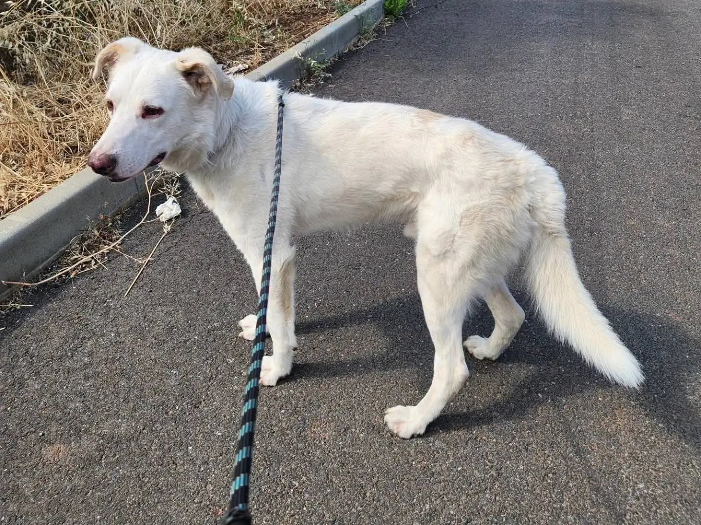 Adotta un cane, taglia grande, maschio, Cosenza