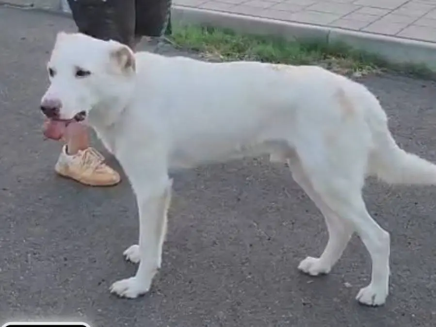Adotta il cane Liam a Cosenza