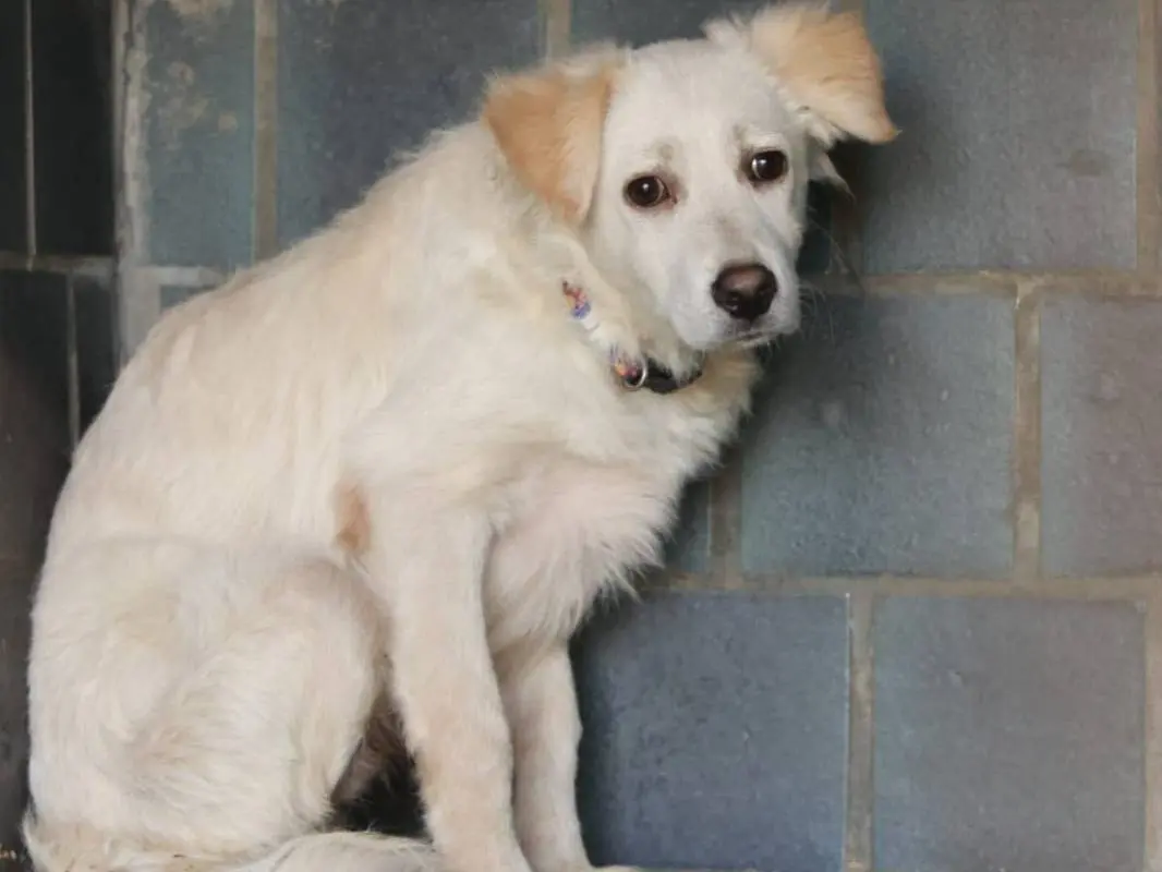 Adotta un cane, maschio, 9 mesi, Milano
