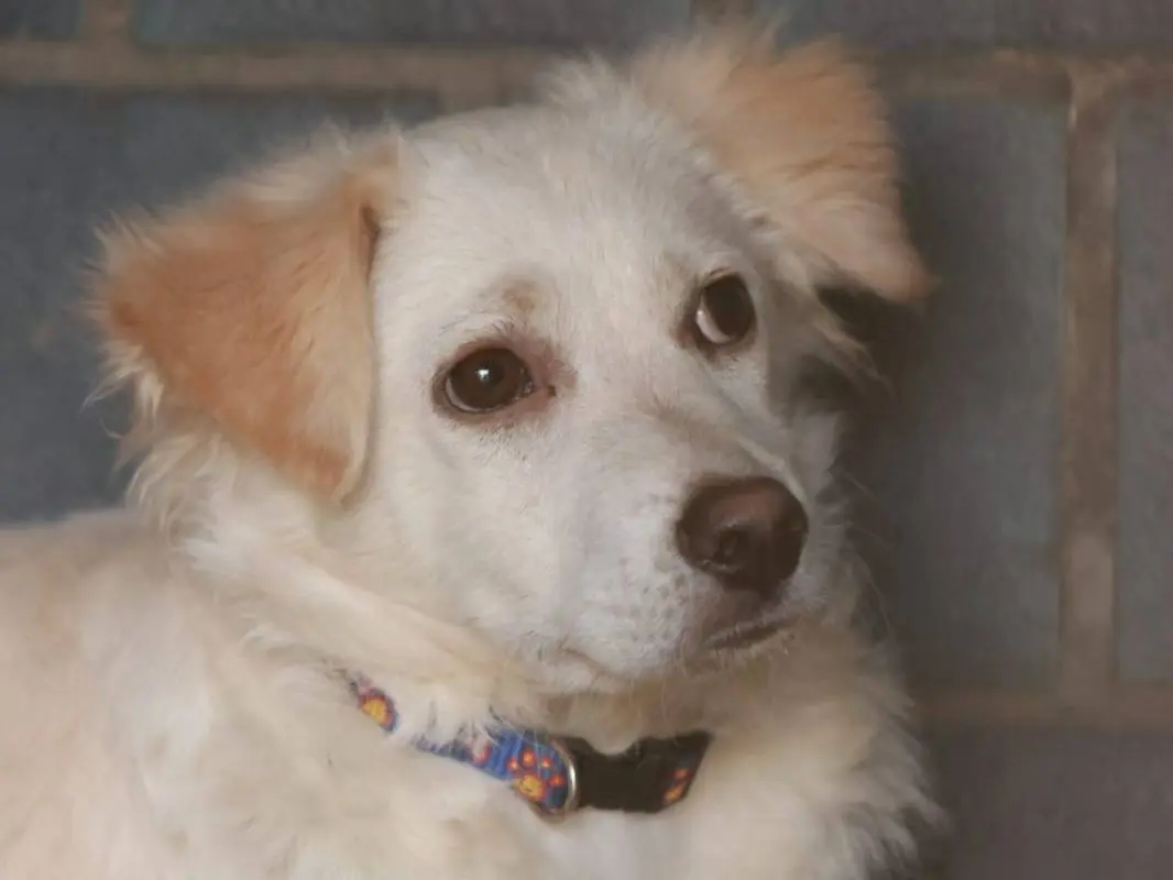 Adozione cane, maschio, Razza sconosciuta Razza sconosciuta, 9 mesi, taglia media contenuta, Milano