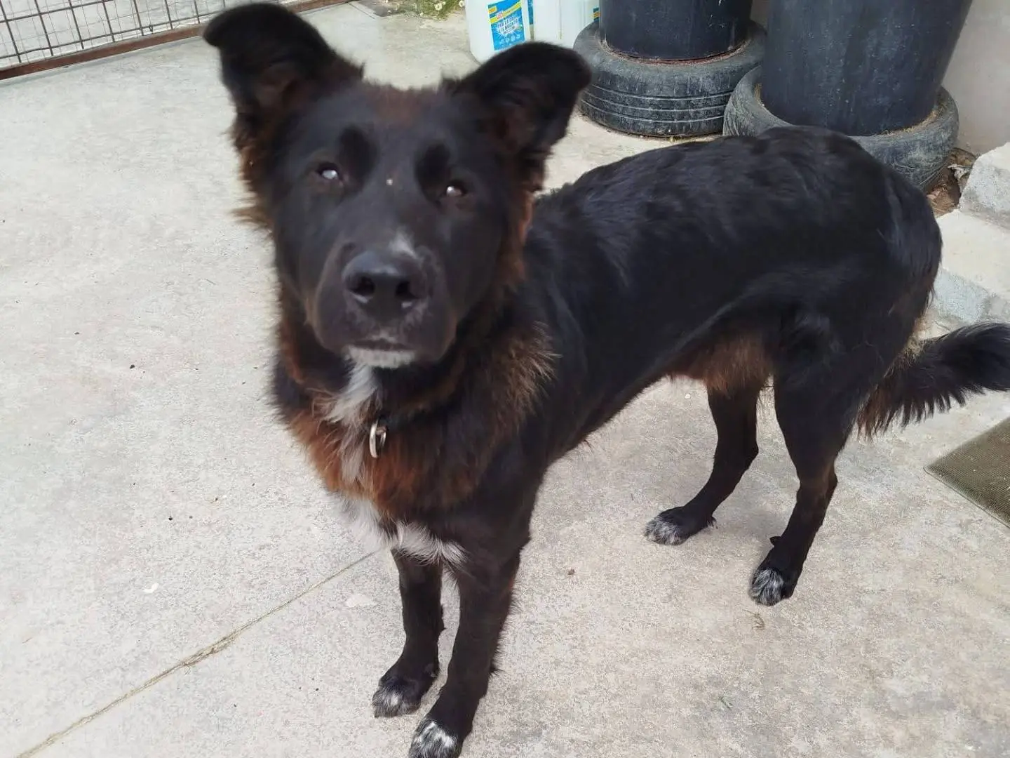 Vuoi adottare un cane a Latina?