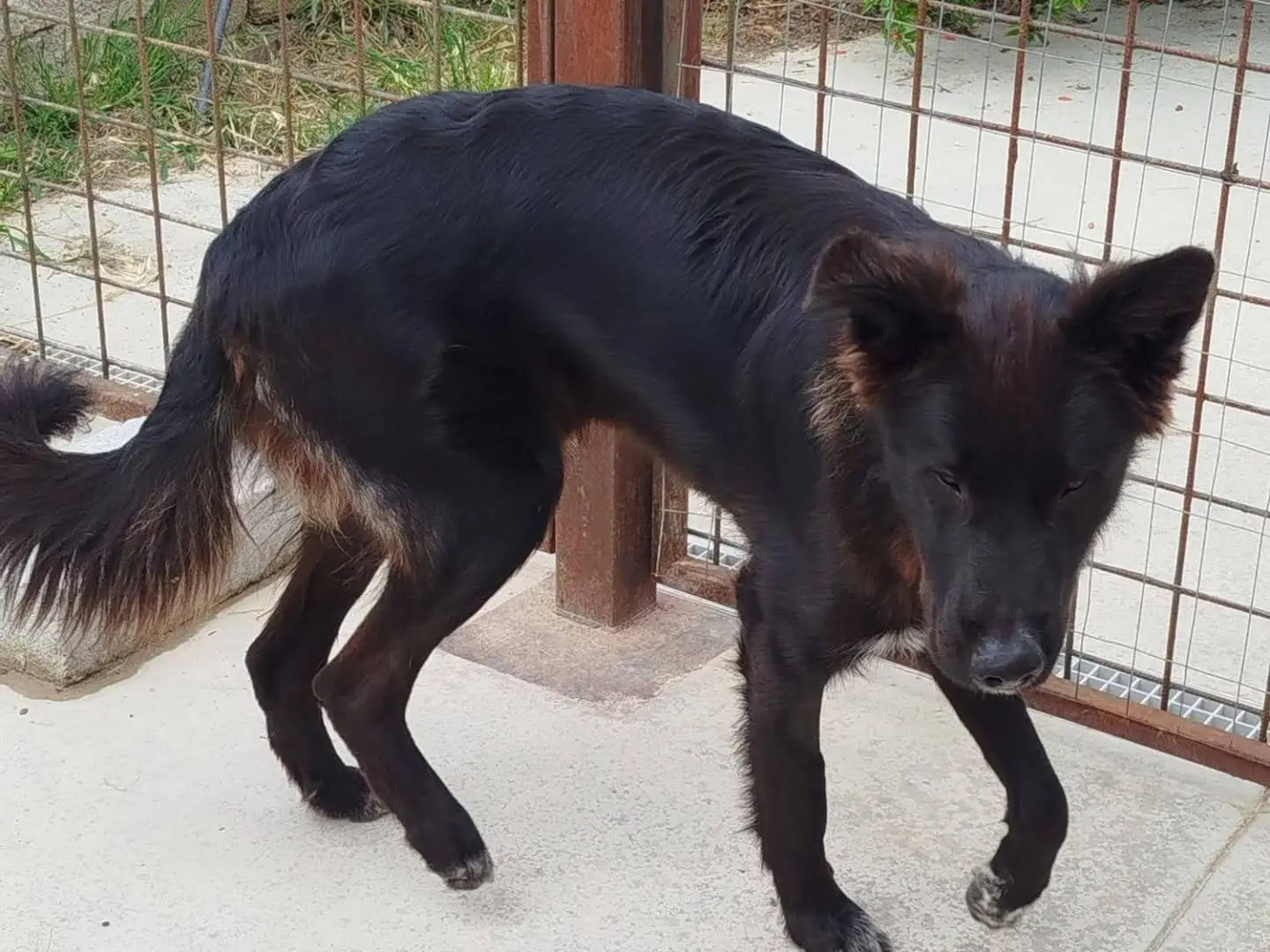 Adotta un cane, maschio, 1 anno e 1 mese, Latina