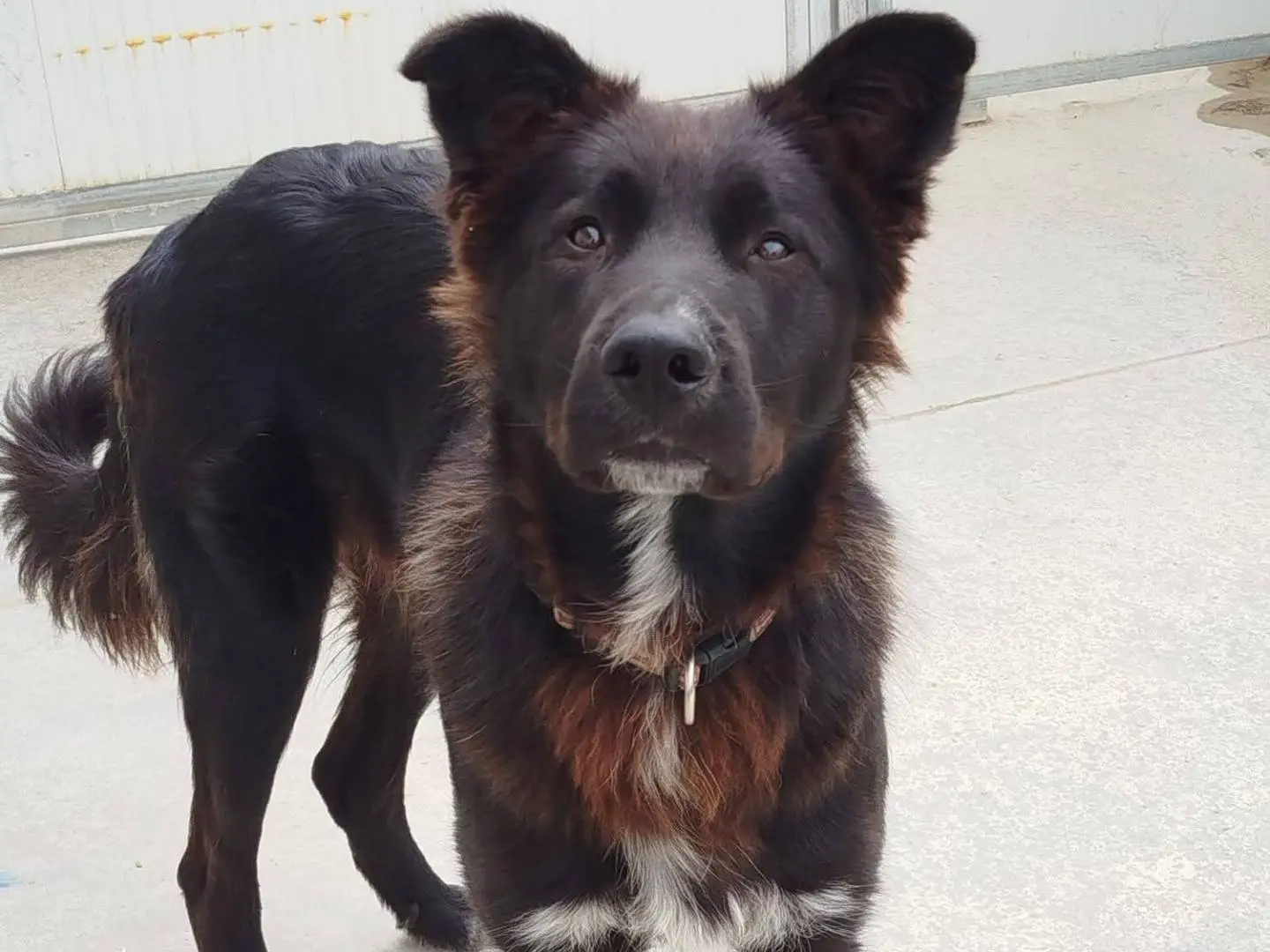 Adozione cane, maschio, Razza sconosciuta Razza sconosciuta, 1 anno e 1 mese, taglia media, Latina