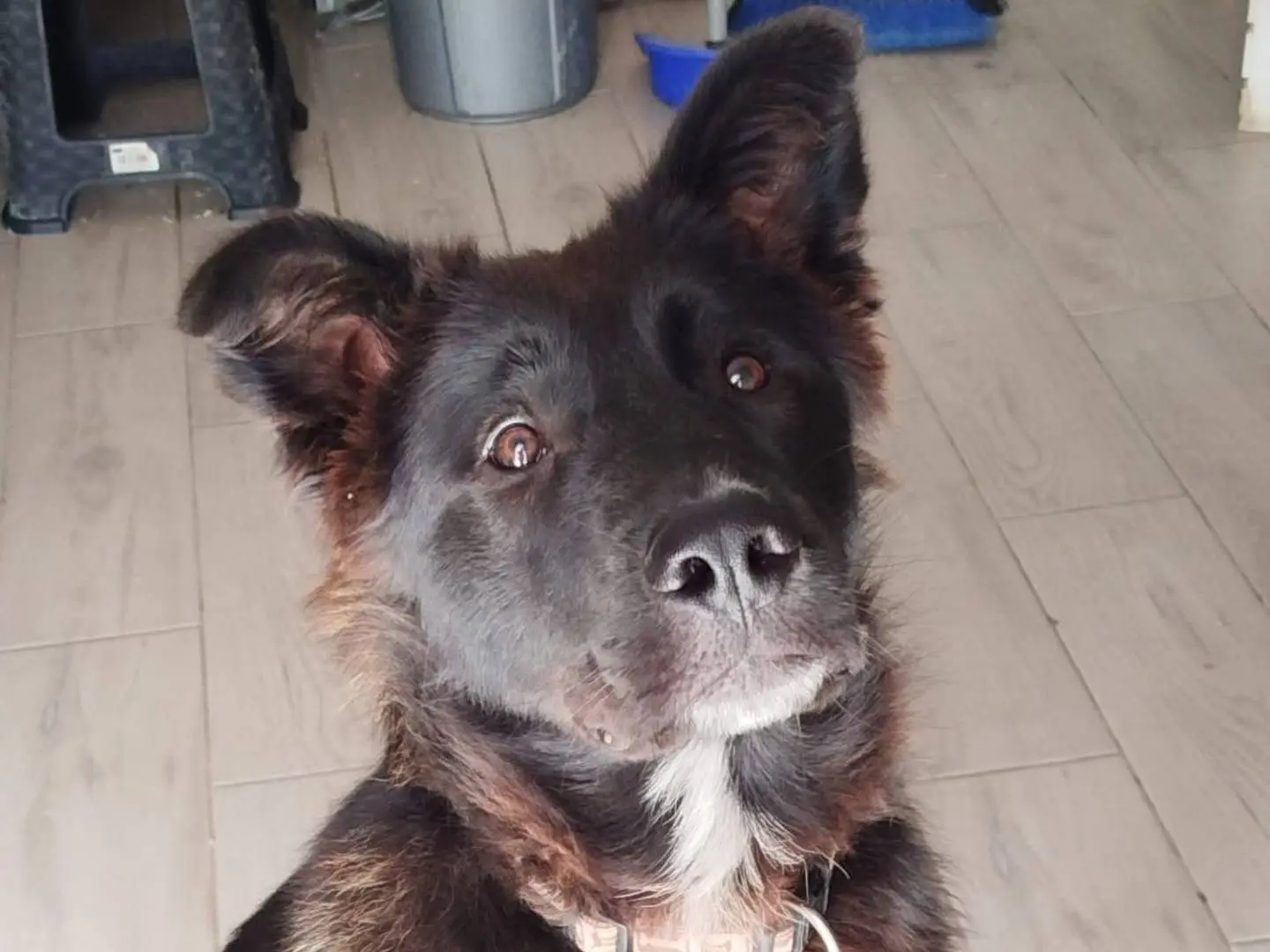 Adotta il cane Alex a Latina