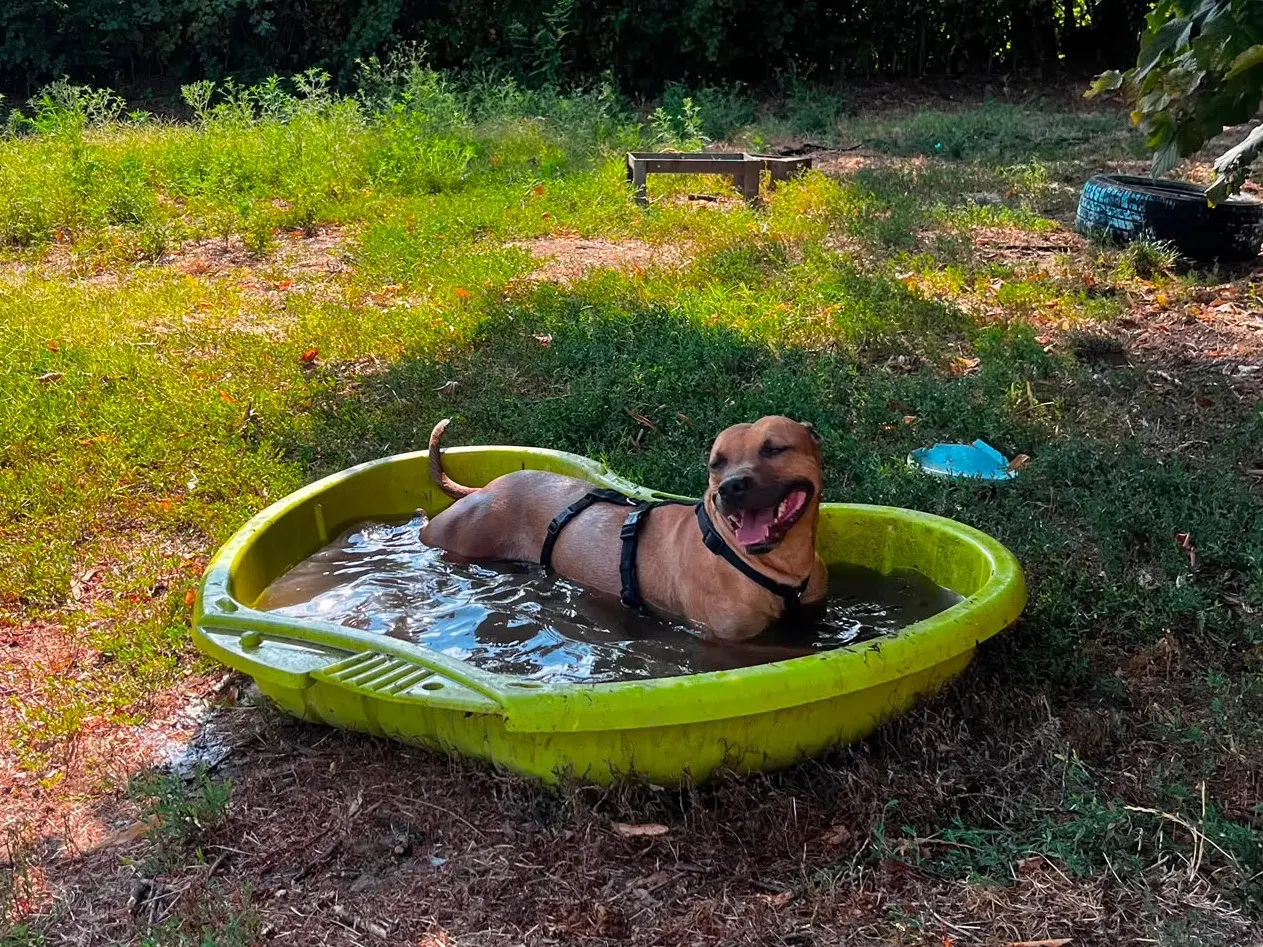 Adotta un cane, femmina, 5 anni e 9 mesi, Pavia