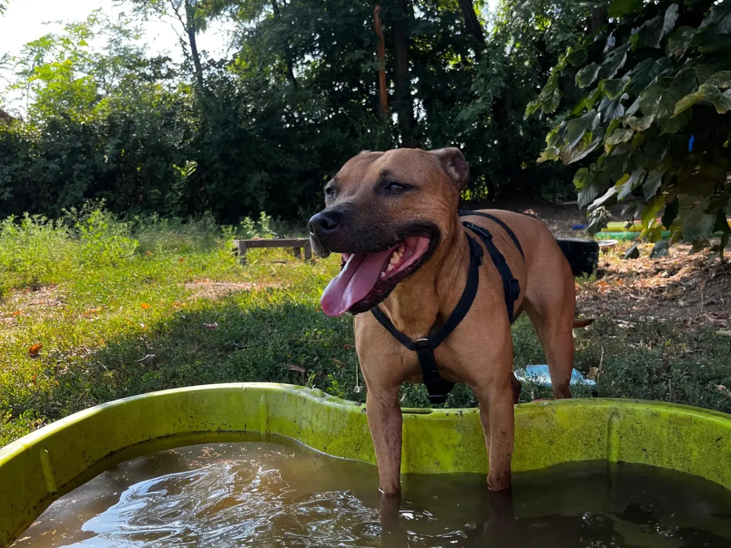 Vuoi adottare un cane a Pavia?