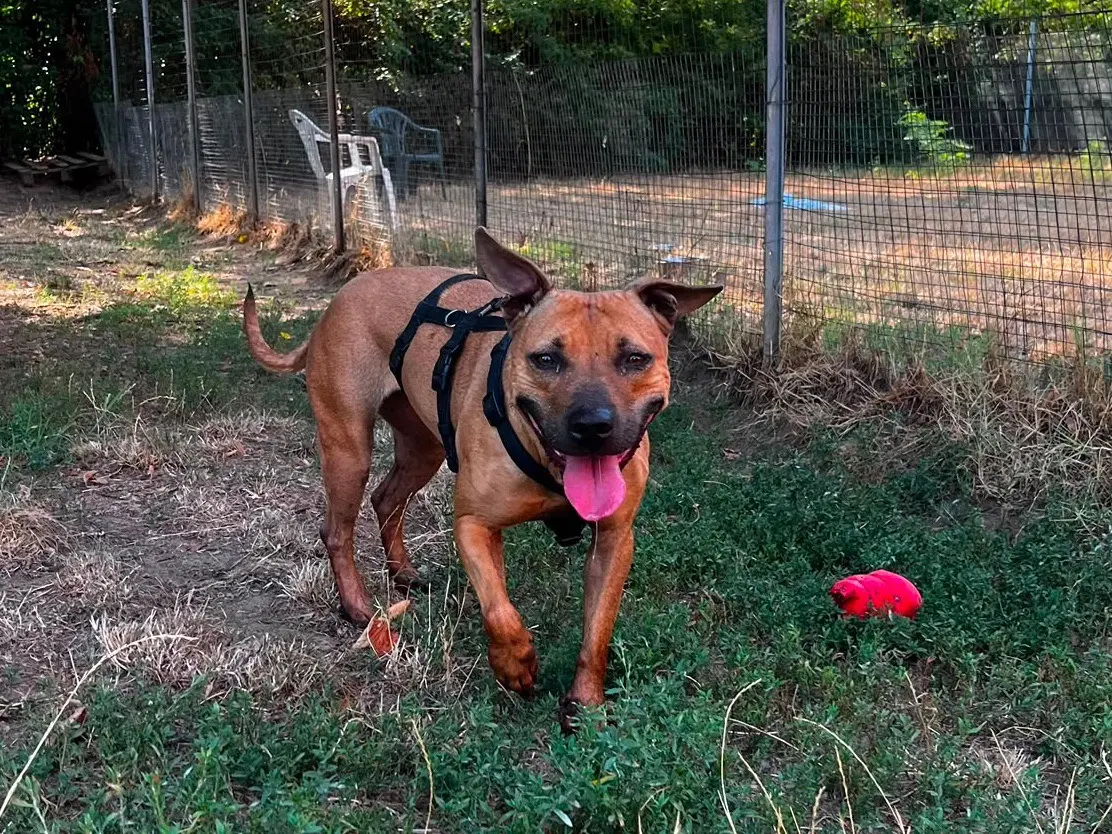 Adozione cane, femmina, American Staffordshire Terrier Pitbull, 5 anni e 9 mesi, taglia media, Pavia