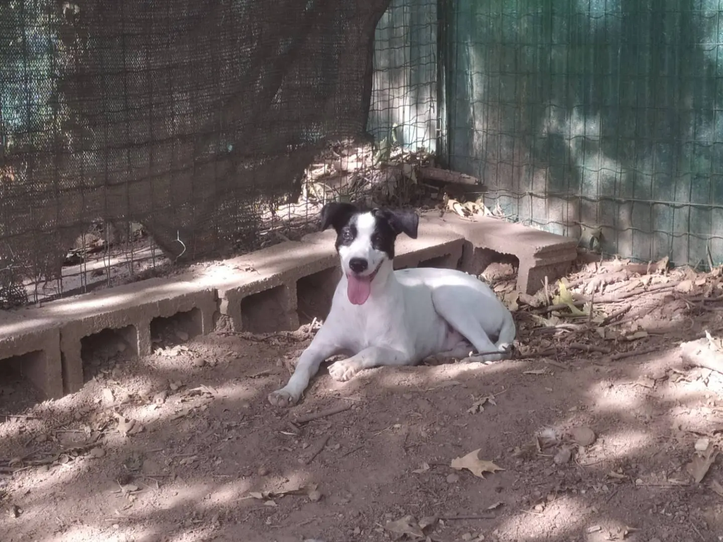 Foto 3 dell'animale