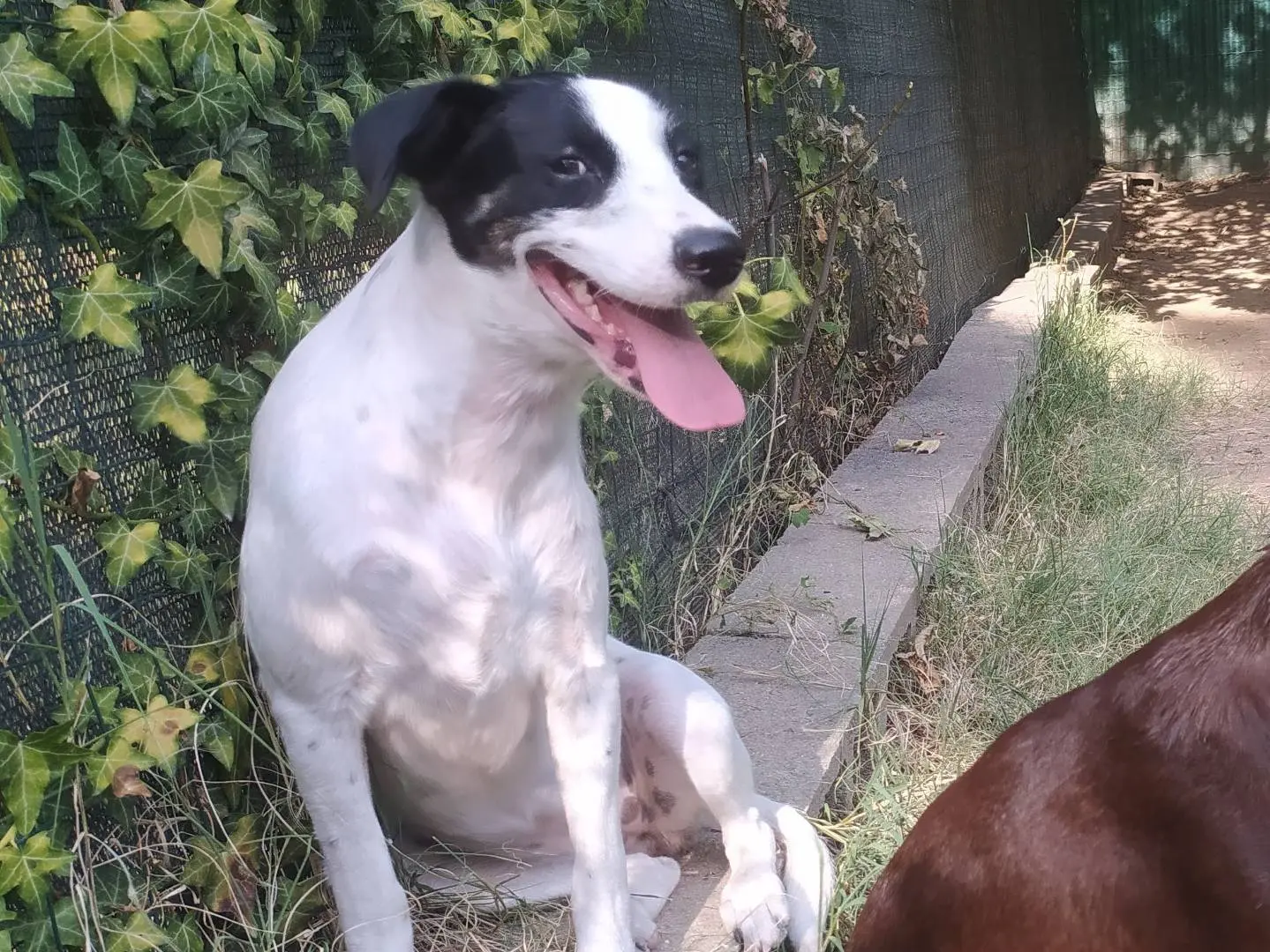 Adotta un cane, femmina, 10 mesi, Milano