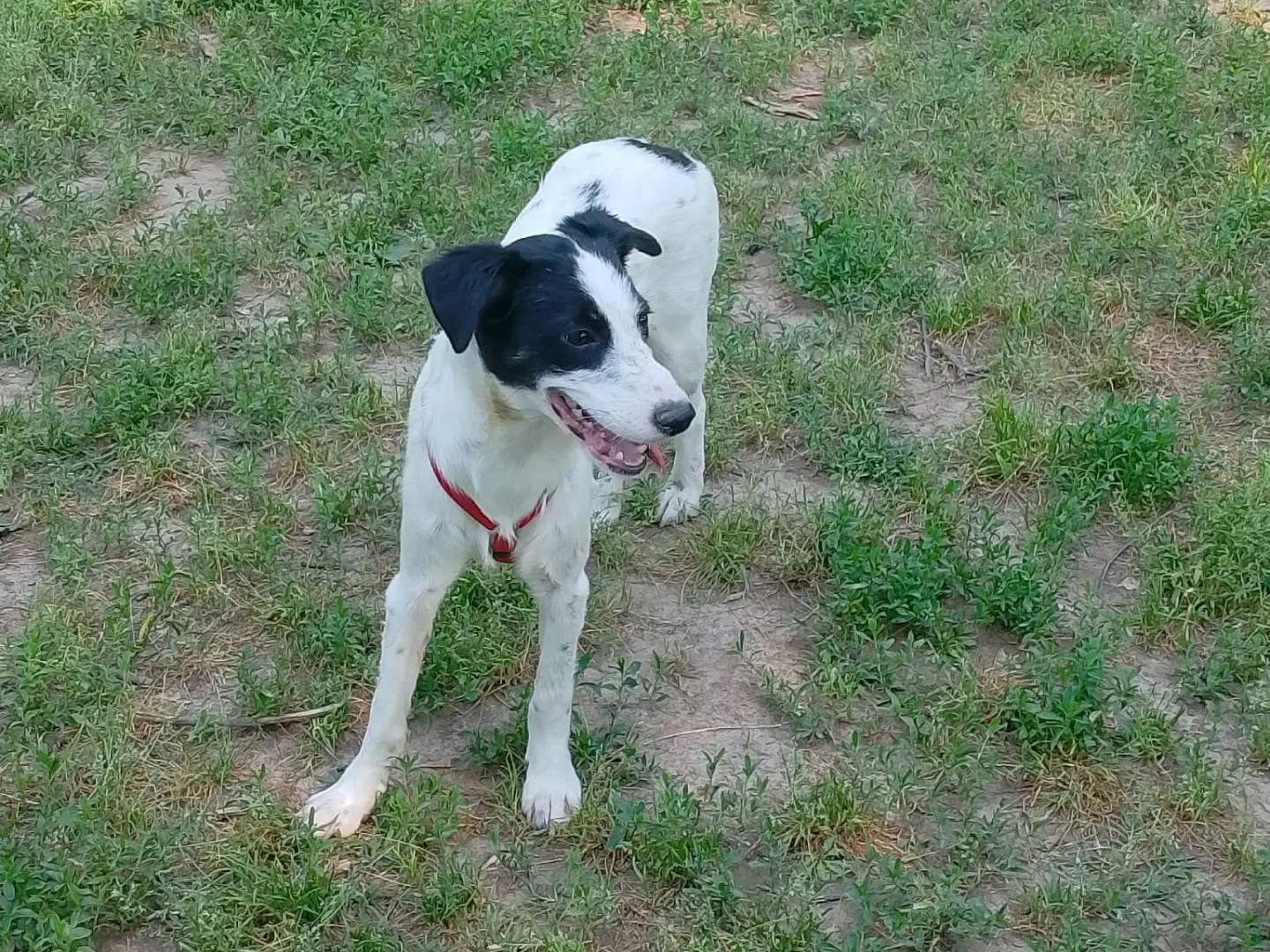 Vuoi adottare un cane a Milano?