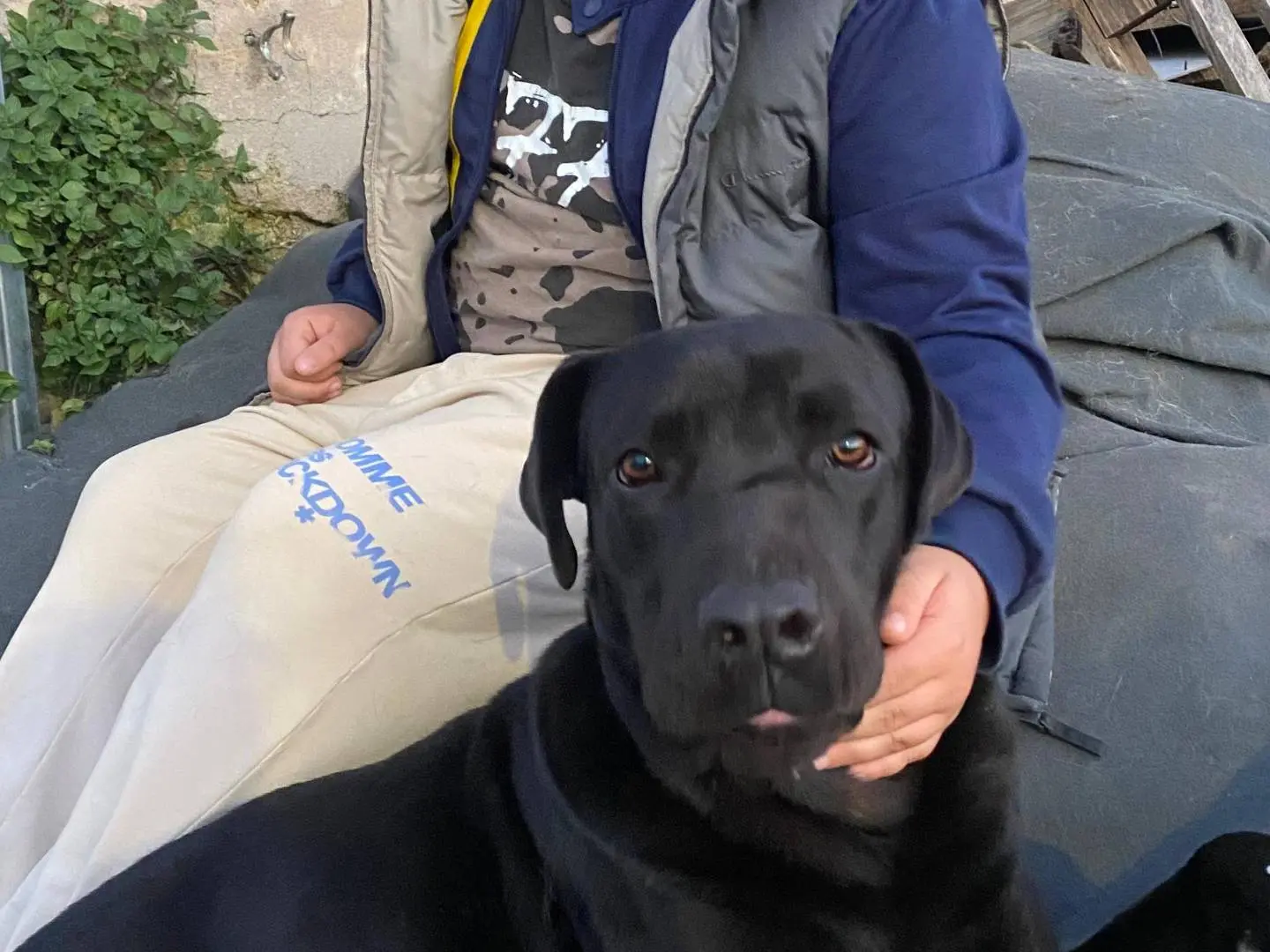 Adotta un cane, maschio, 2 anni e 7 mesi, Bari