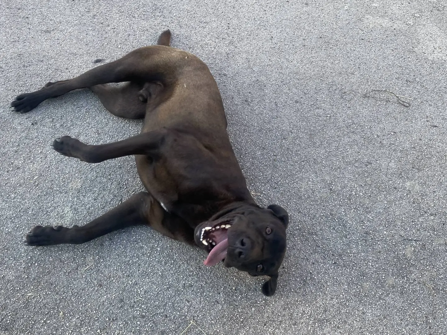 Adotta un cane, taglia grande, maschio, Bari