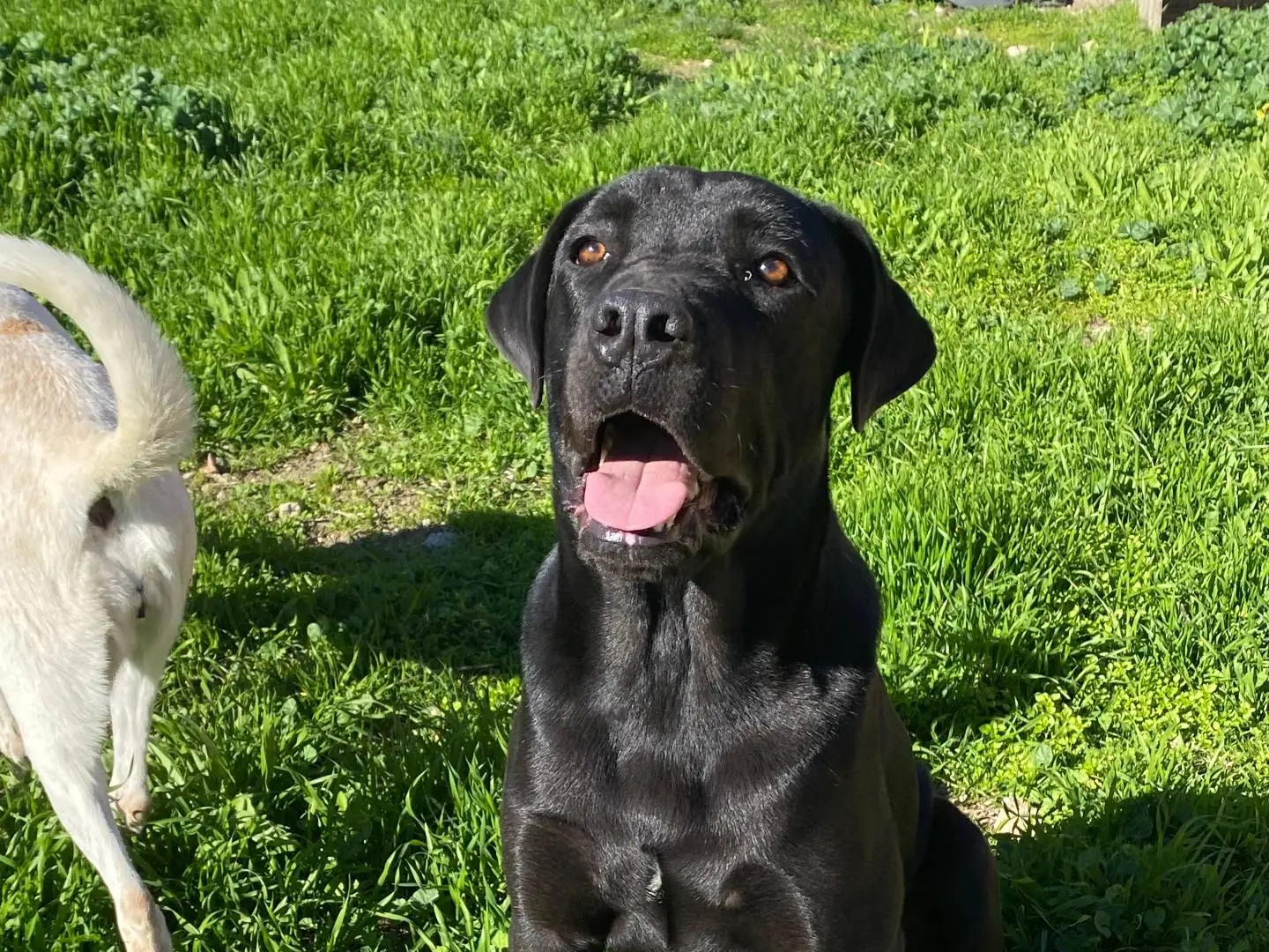 Adozione cane, maschio, Corso Razza sconosciuta, 2 anni e 7 mesi, taglia grande, Bari