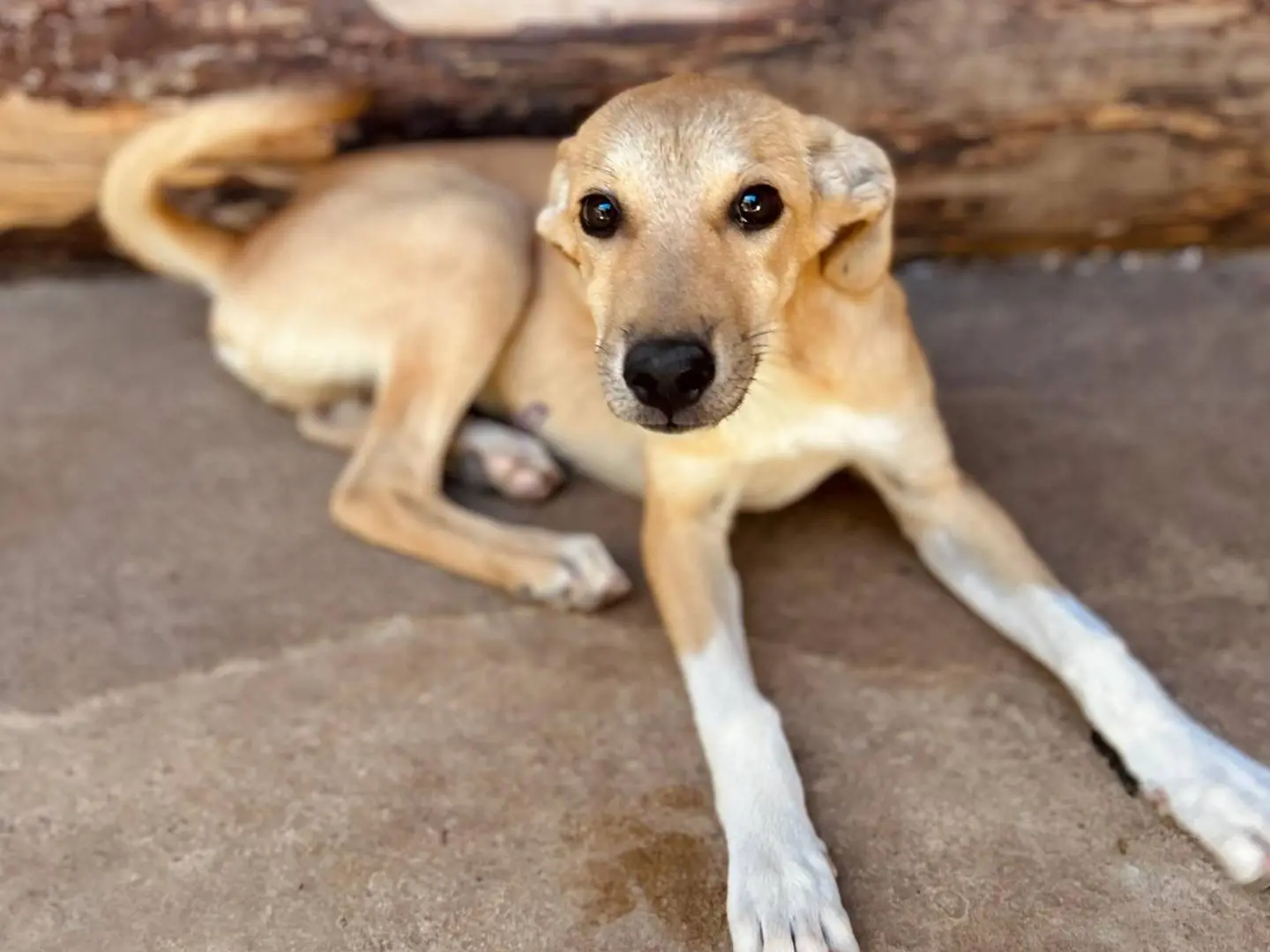 Adotta un cane, maschio, 1 anno e 2 mesi, Crotone