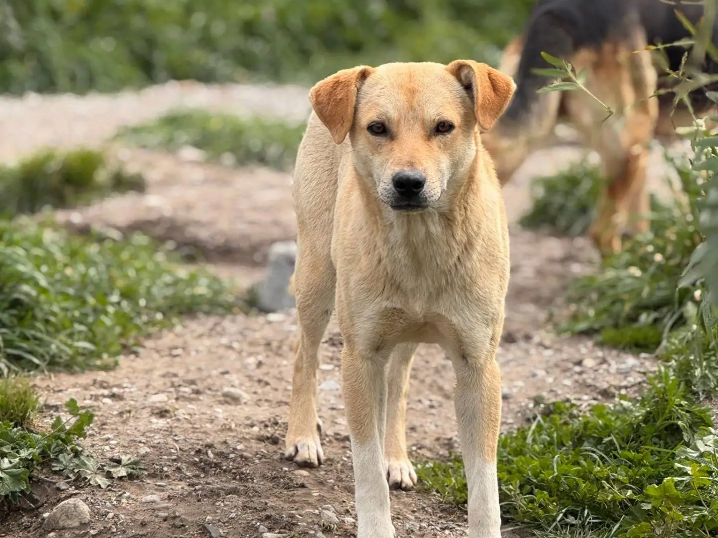 Adozione cane, maschio, Razza sconosciuta Razza sconosciuta, 1 anno e 2 mesi, taglia media, Crotone