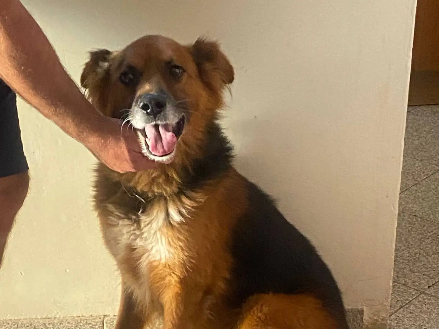 Vuoi adottare un cane a Latina?