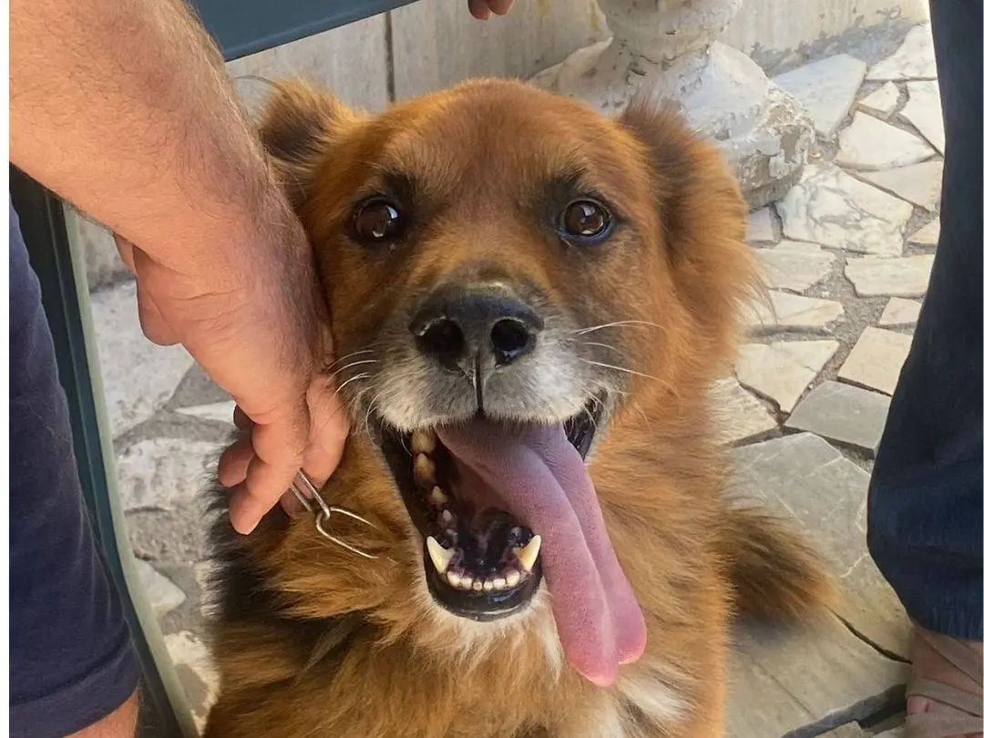 Adozione cane, maschio, Razza sconosciuta Razza sconosciuta, 10 anni e 2 mesi, taglia media, Latina